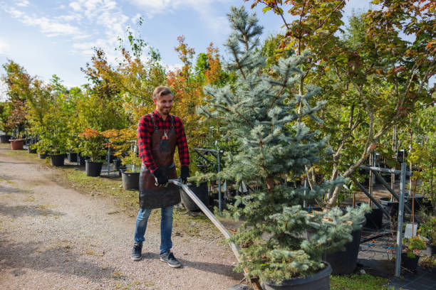 Reliable Anaconda, MT Tree Service Solutions